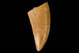 Serrated, Raptor Tooth - Real Dinosaur Tooth #159010-1